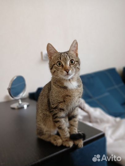 Котик в добрые руки