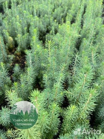 Сеянцы зкс Сосна окс Ель Лиственница Горная