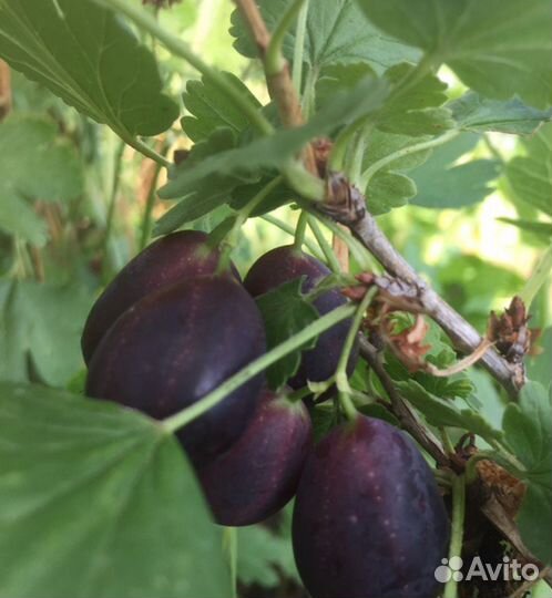 Крыжовник финик