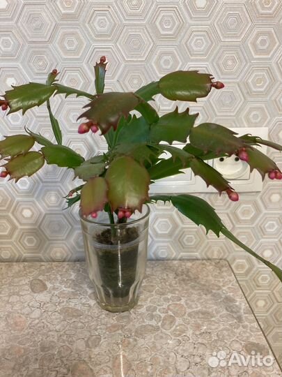 Декабристы,шлюмбергеры красные, белые с бутонами