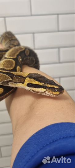 Королевскийпитон