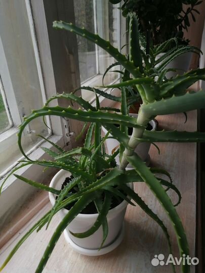 Алоэ, столетник