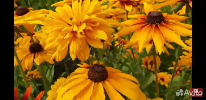 Рудбекия многолетние