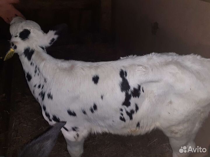 Бычек,тёлка