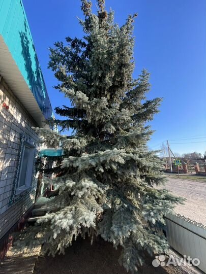 Ель голубая