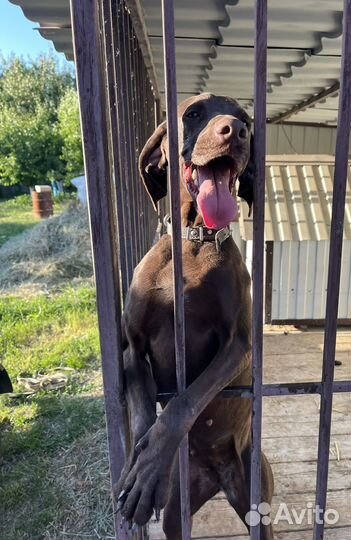 Немецкий Курцхаар