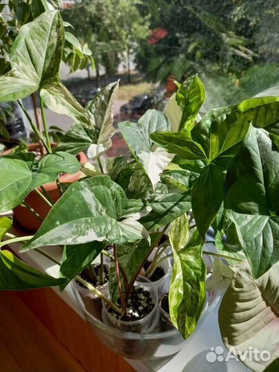 Комнатные цветы