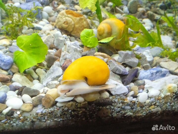 Аквариумные рыбки