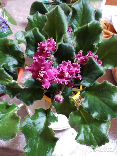 Цветущие фиалки