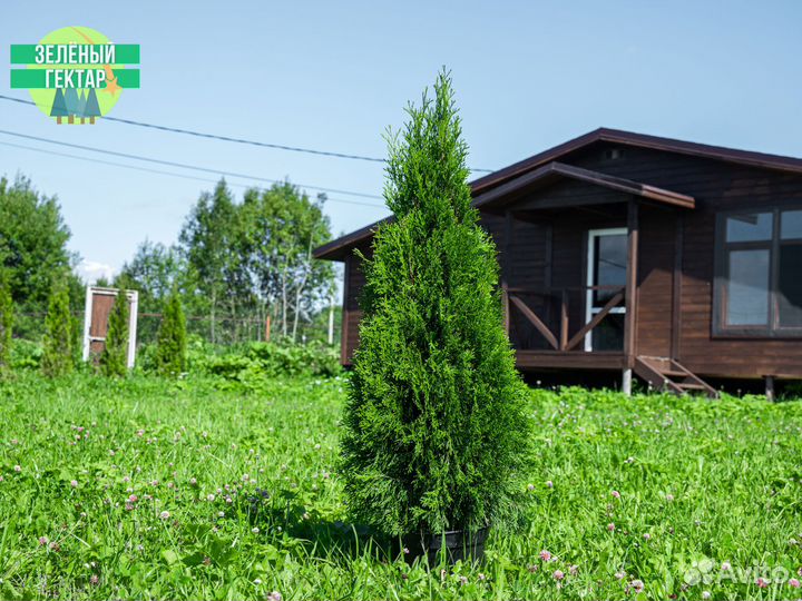 Туя смарагд 120 см свежая копка 2023
