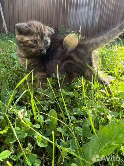 Шотландские вислоухие котята мраморные