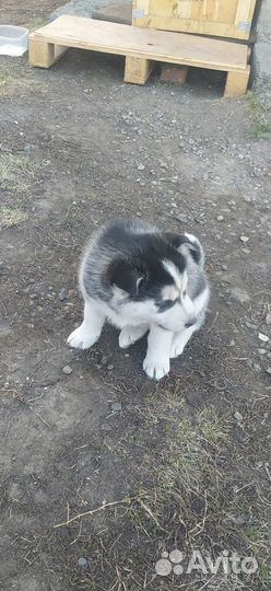 Собаки хаски щенок