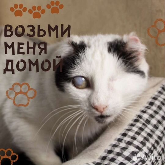 Особенная кошечка Исса ищет своего человека