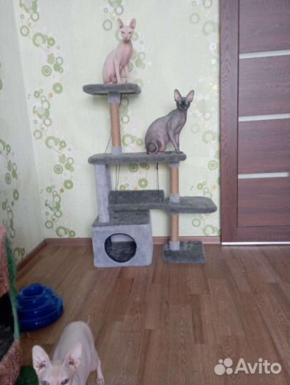 Кот сфинкс на вязку