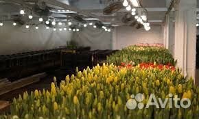 Тюльпаны к 8марта Опт