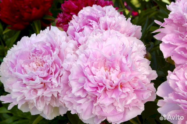 Пионы саженцы Сара Бернар