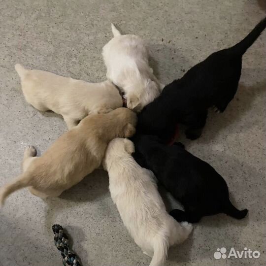 Щенки даром