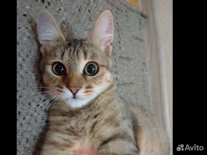 Кошка в добрые руки