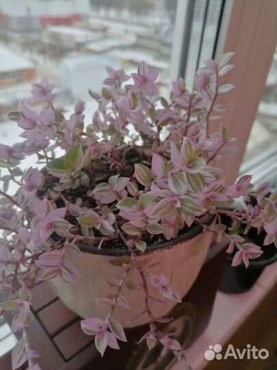 Драцена и др