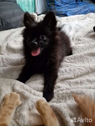 Собаки щенки шпиц