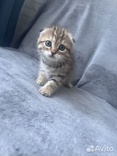 Шотландская вислоухая девочка