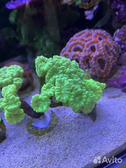 Морской аквариум 735 литров 150 x 70 x 70 см