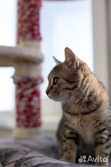 Котенок Мила