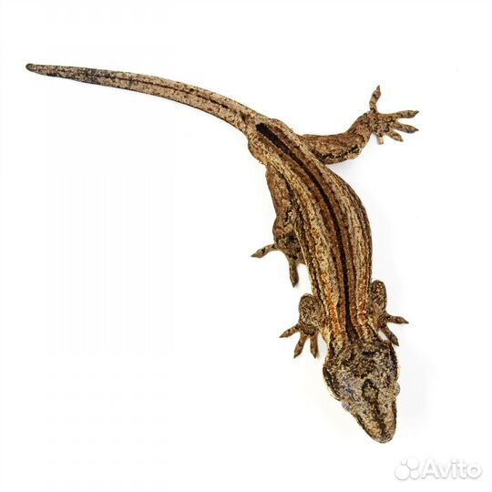 Rhacodactylus auriculatus Геккон новокаледонский