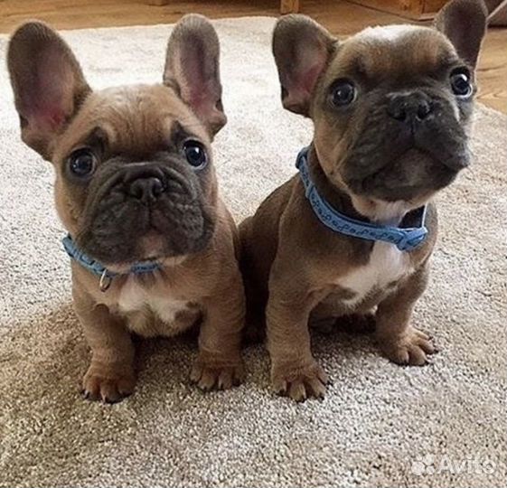 Французский бульдог