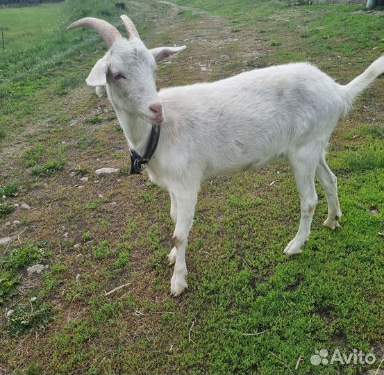 Продается козочка
