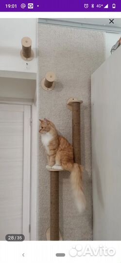 Настенный комплекс-когтеточка для кошек