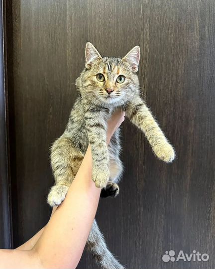 Котенок в добрые руки