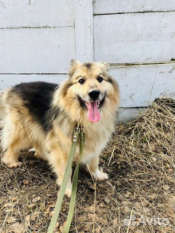 Собака в добрые руки отдам бесплатно