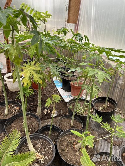 Экзотические плодовые растения