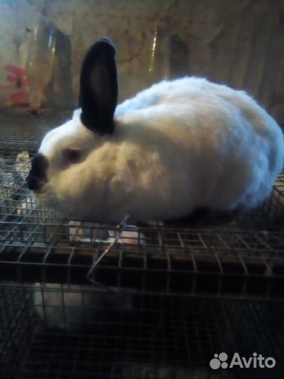 Калифорнийские кролики