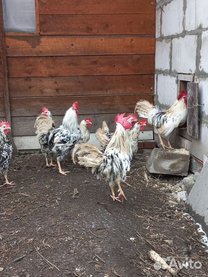 Инкубационное яйцо леггорн долматинец