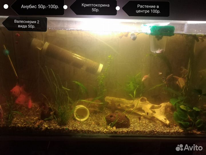 Аквариумные растения