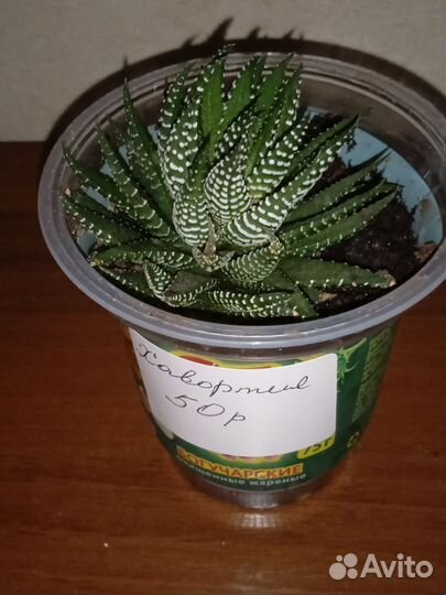 Суккуленты. Хавортия полосатая