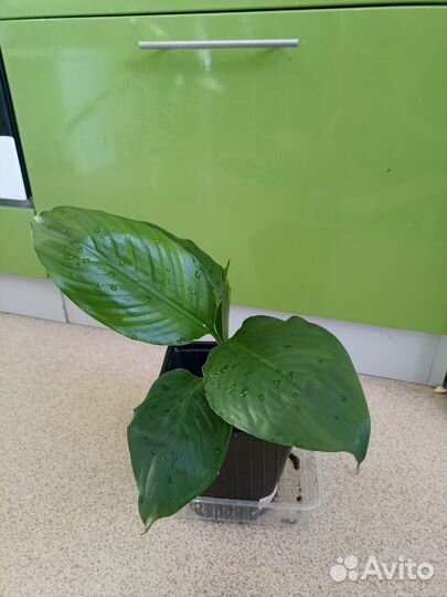 Спатифиллум