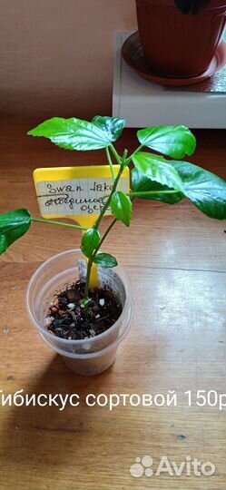 Цветы домашние продажа