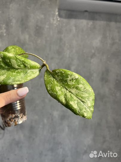 Хойя Лиза, триколор и хешкелиана вариегатная