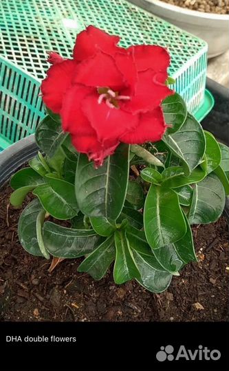 Адениум Барашек