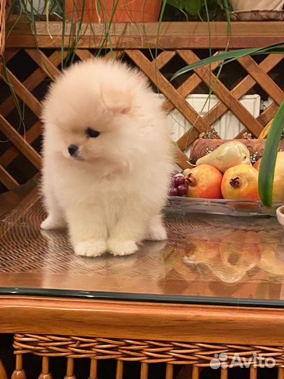 Щенки шпица