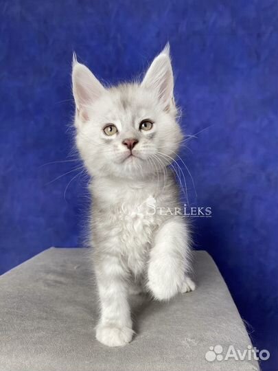 Котята мейн-кун