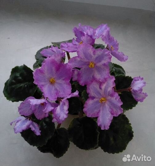 Фиалки химеры DS Вам и не снилось (Dimetris)