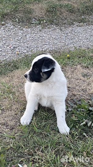 Дворняжка маленькая