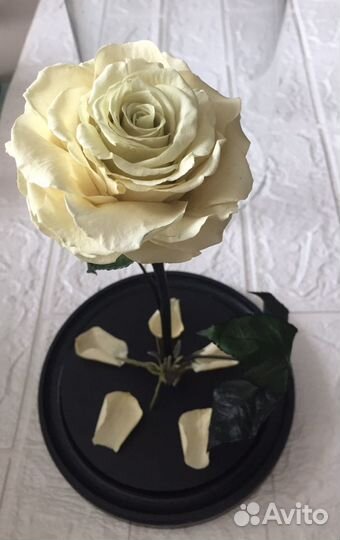 Подарок Роза стабилизированная