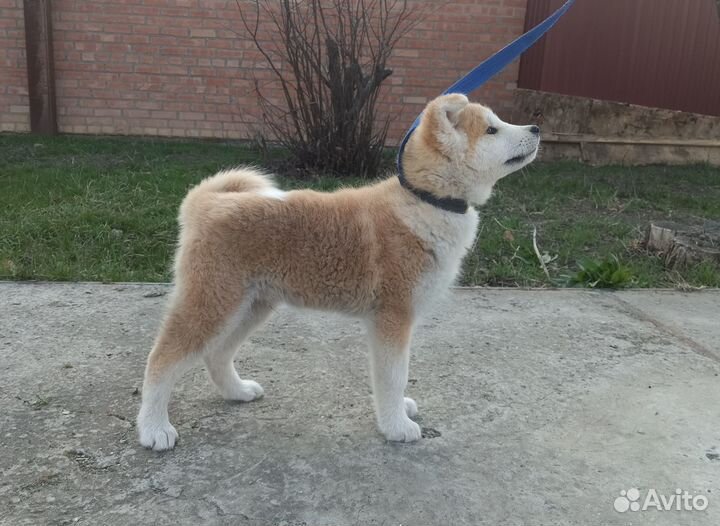 Щенки Акита-Ину