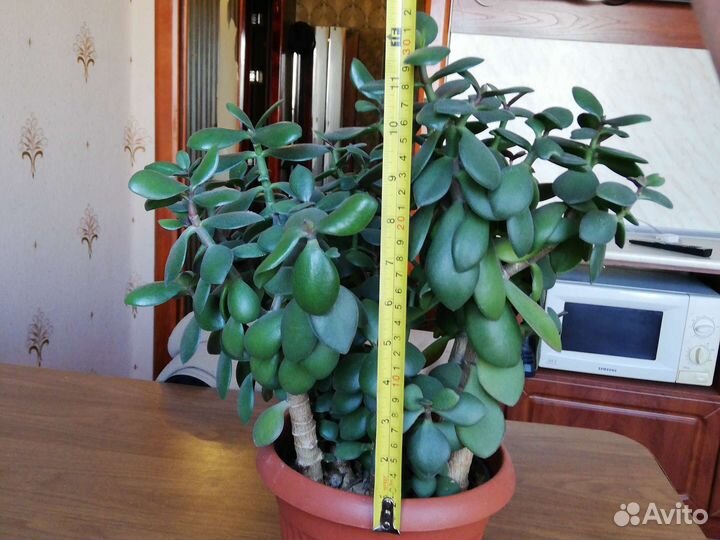 Красула толстянка, в одном горшке 5шт