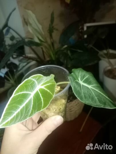 Детки и подростки алоказии Азлани и Черный вельвет